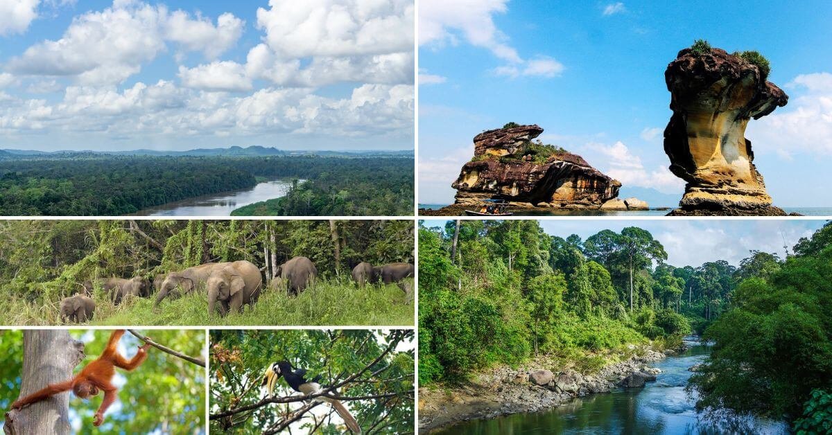Wildlife Sanctuaries of Borneo: 5 Must-Visit Spots for Nature Lovers Paradise