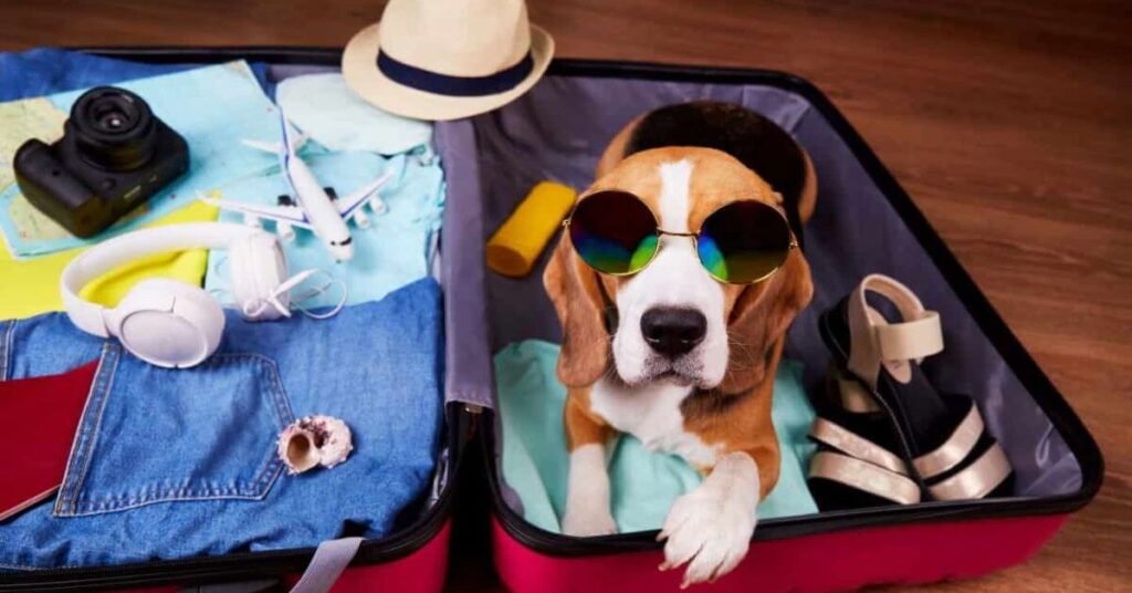 Preparing for a Pet Friendly Trip